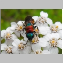 Hedychrum nobile - Sand-Goldwespe 14c 7-8mm - OS-Sandgrube-Niedringhaussee.jpg